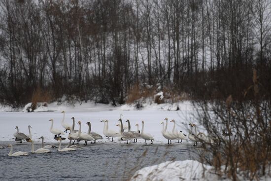 Lebediny state nature reserve