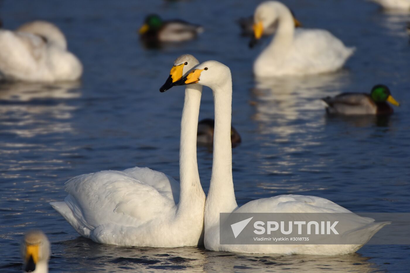 Lebediny state nature reserve