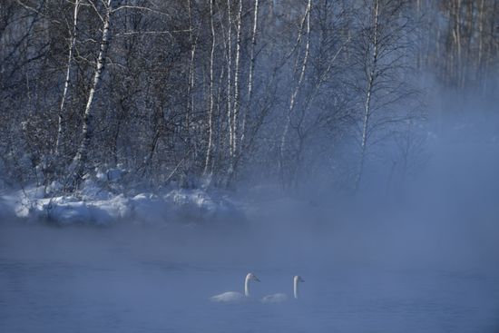 Lebediny state nature reserve