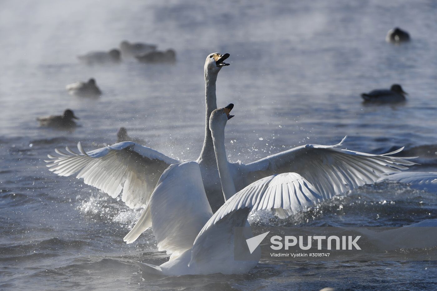 Lebediny state nature reserve