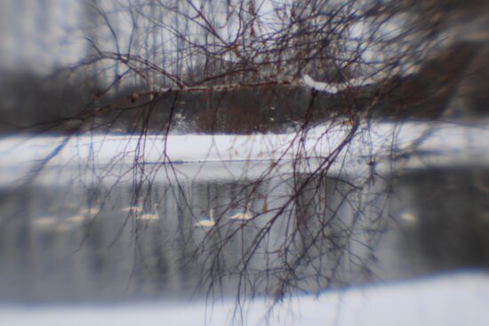 Lebediny state nature reserve