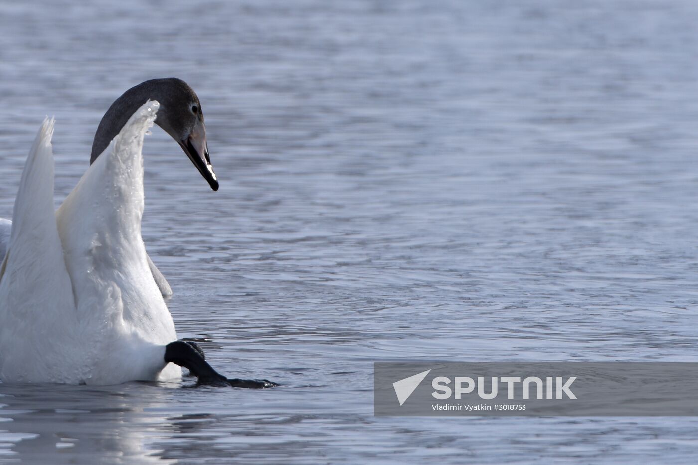 Lebediny (Swan) state nature comprehensive reserve