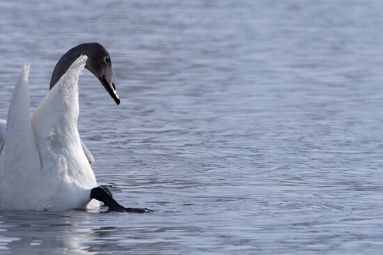 Lebediny (Swan) state nature comprehensive reserve