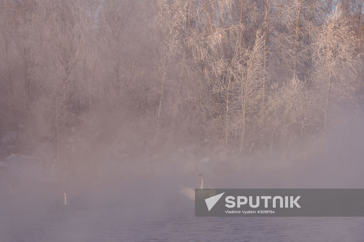 Lebediny (Swan) state nature comprehensive reserve