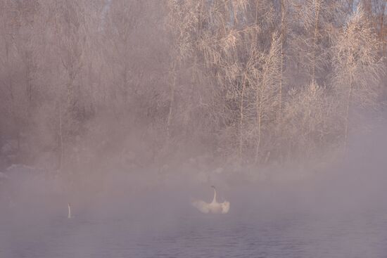Lebediny (Swan) state nature comprehensive reserve