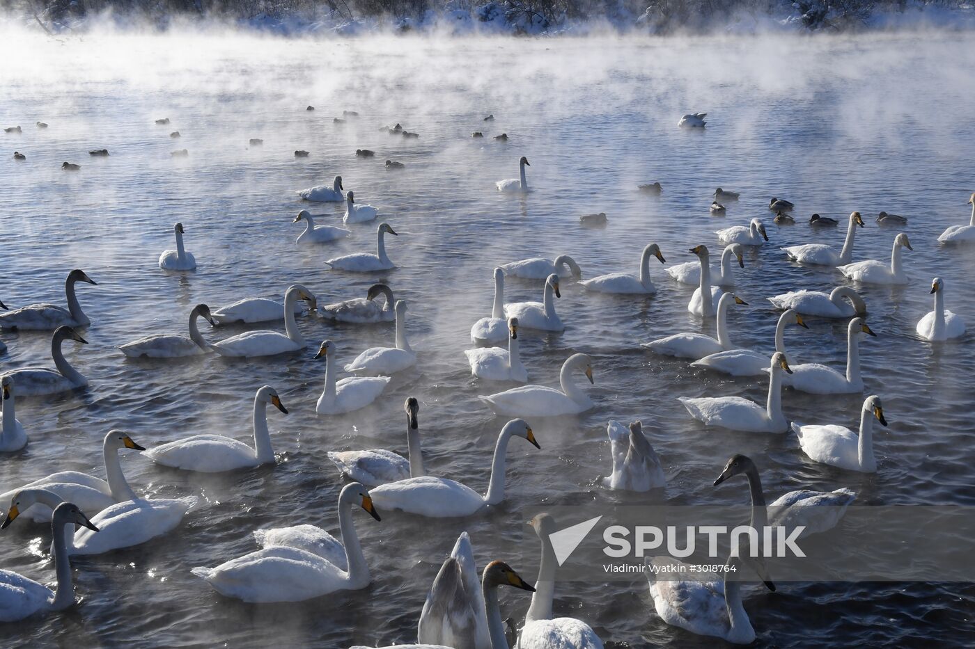 Lebediny state nature reserve