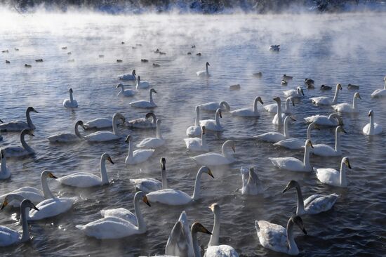 Lebediny state nature reserve
