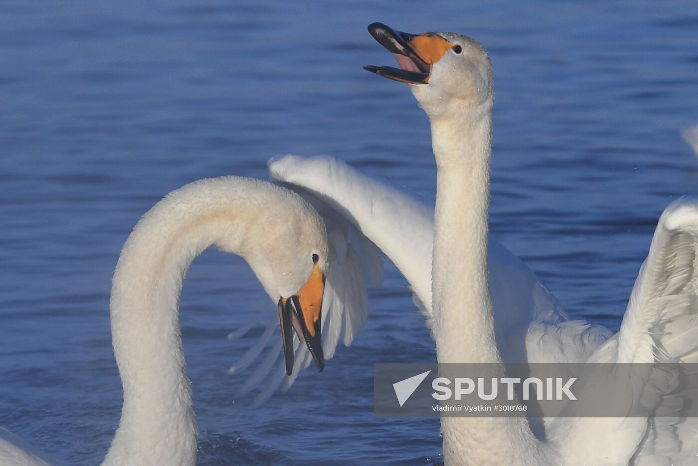 Lebediny (Swan) state nature comprehensive reserve