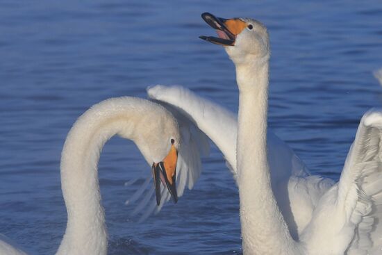 Lebediny (Swan) state nature comprehensive reserve