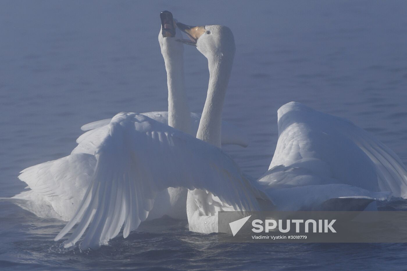 Lebediny (Swan) state nature comprehensive reserve