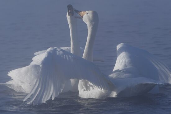 Lebediny (Swan) state nature comprehensive reserve