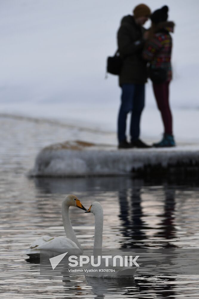 Lebediny (Swan) state nature comprehensive reserve
