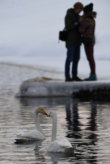 Lebediny (Swan) state nature comprehensive reserve