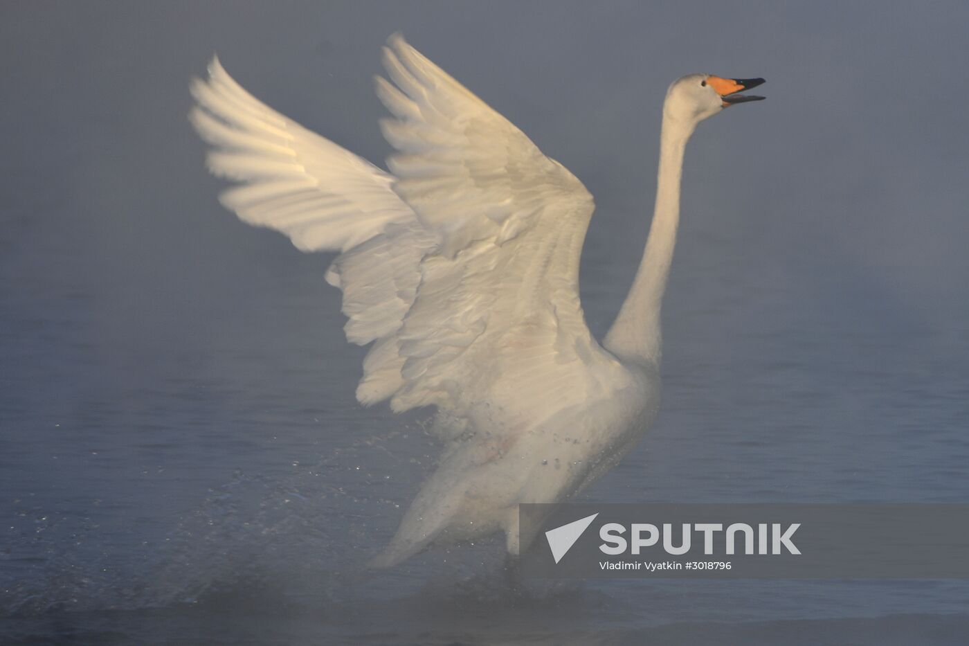 Lebediny (Swan) state nature comprehensive reserve