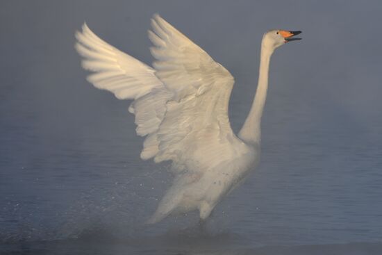 Lebediny (Swan) state nature comprehensive reserve