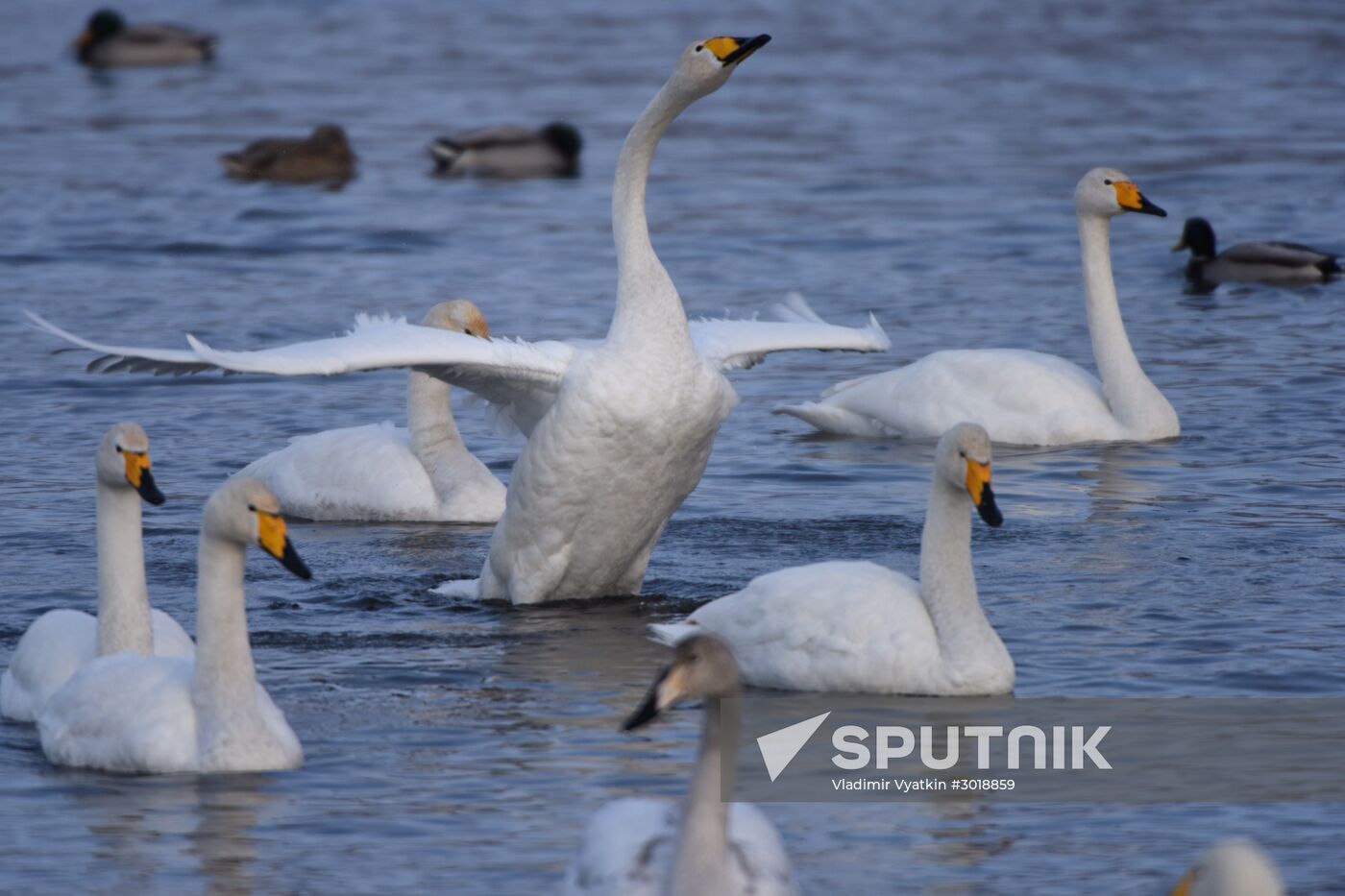 Lebediny (Swan) state nature comprehensive reserve
