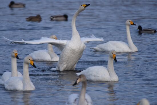 Lebediny (Swan) state nature comprehensive reserve