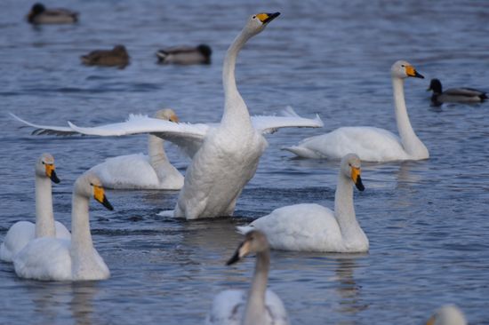Lebediny (Swan) state nature comprehensive reserve