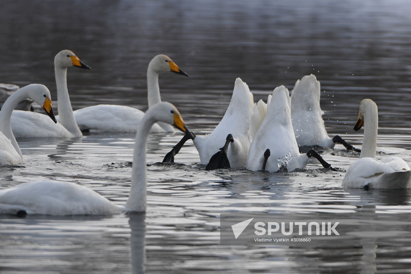 Lebediny state nature reserve