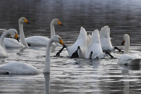 Lebediny state nature reserve