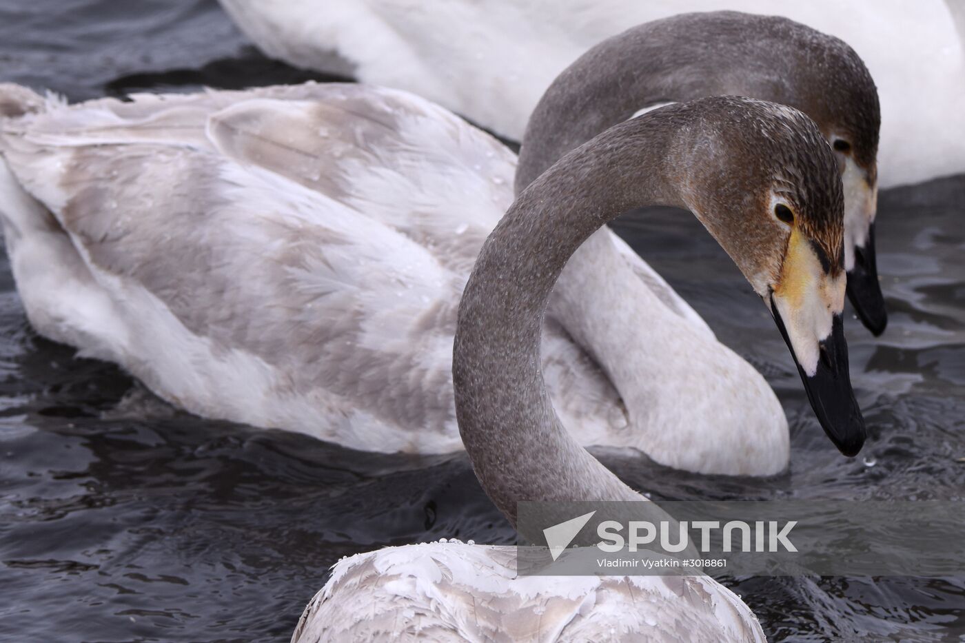 Lebediny state nature reserve