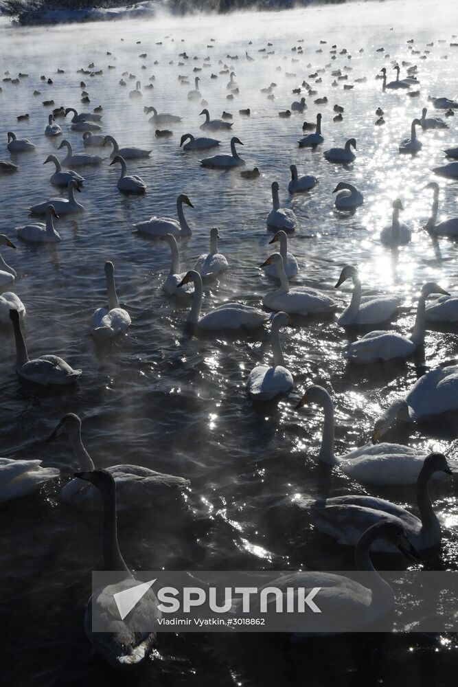 Lebediny state nature reserve