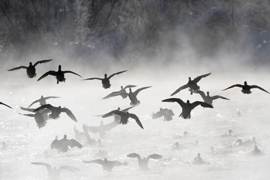 Lebediny state nature reserve