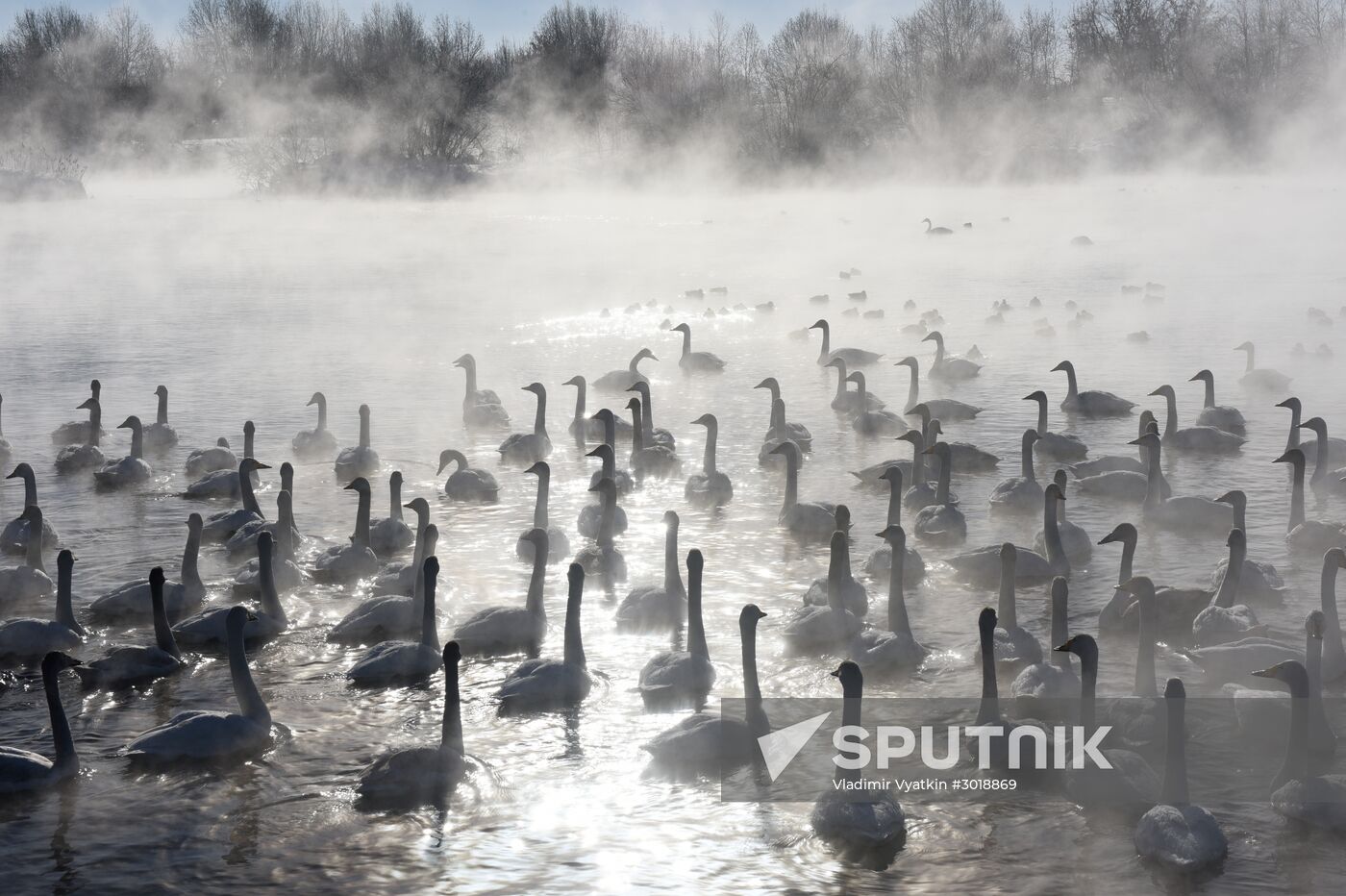 Lebediny state nature reserve