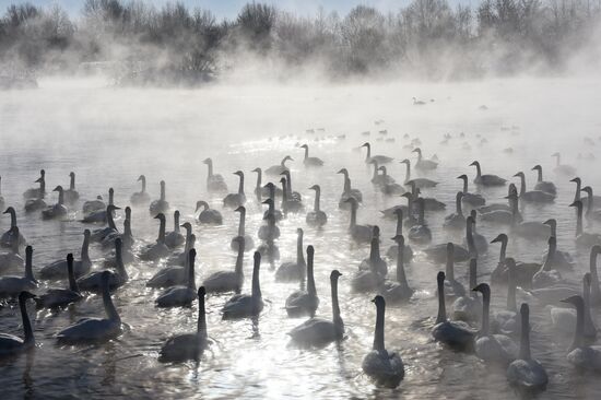 Lebediny state nature reserve