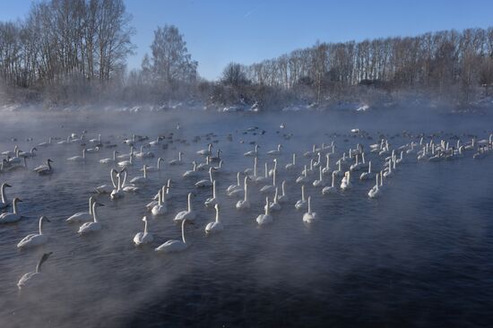 Lebediny state nature reserve