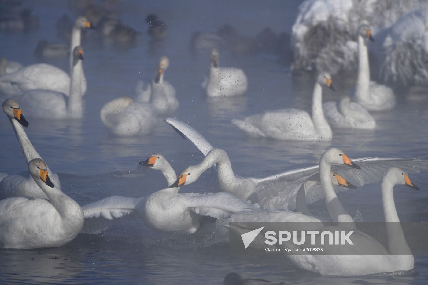 Lebediny state nature reserve