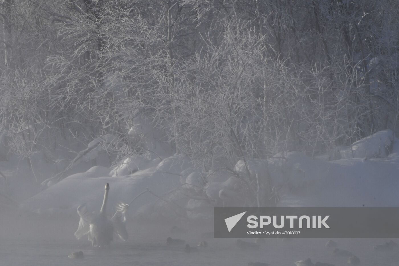 Lebediny state nature reserve
