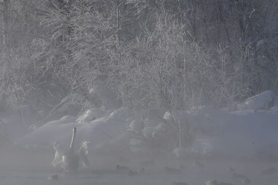 Lebediny state nature reserve