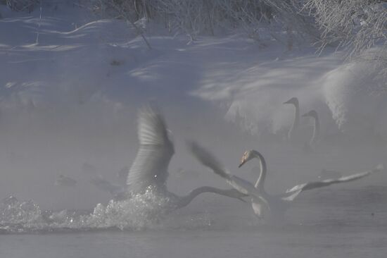 Lebediny (Swan) state nature comprehensive reserve