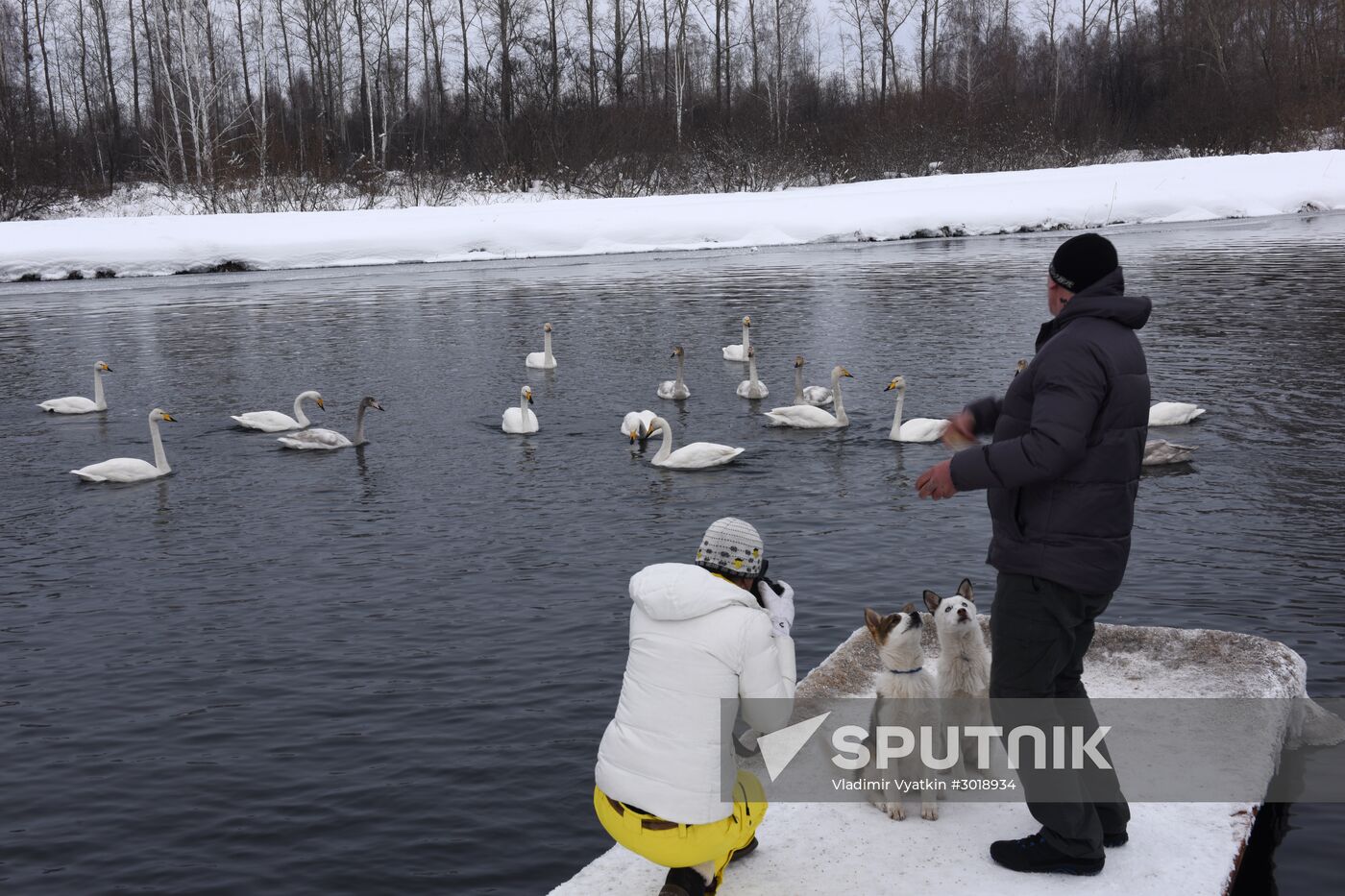 Lebediny state nature reserve