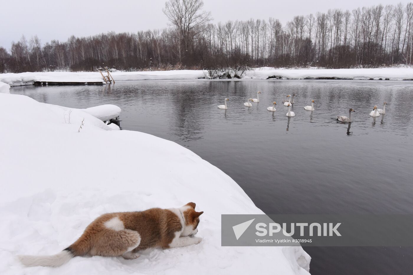 Lebediny state nature reserve