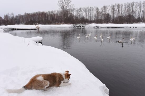 Lebediny state nature reserve