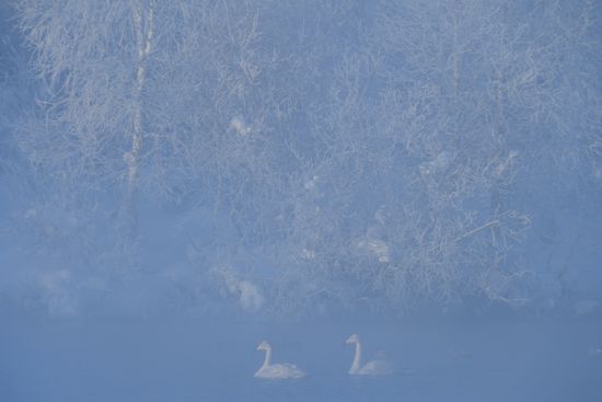 Lebediny state nature reserve