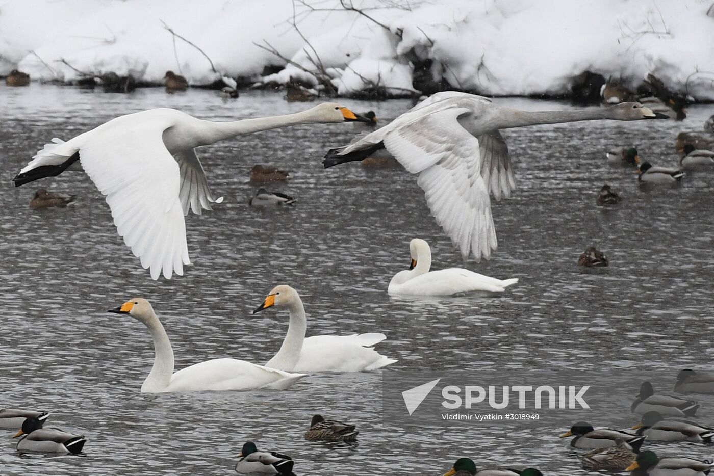 Lebediny state nature reserve