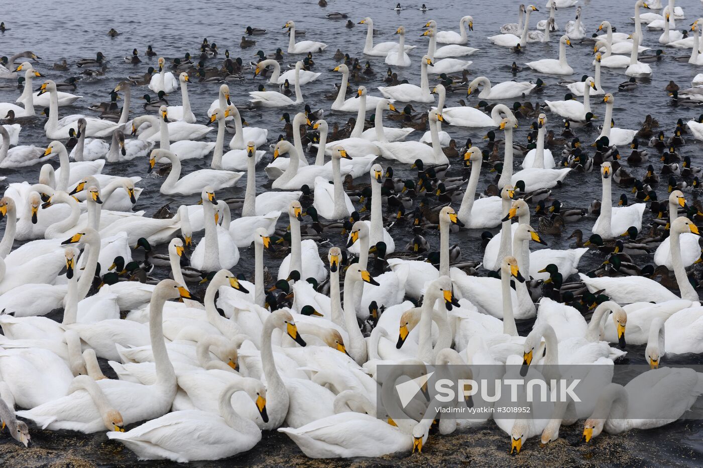 Lebediny state nature reserve