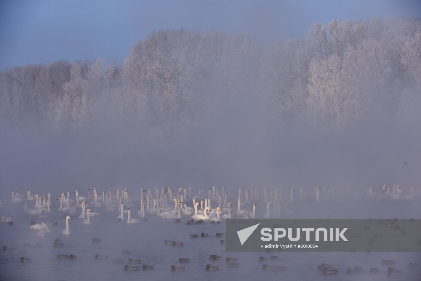 Lebediny state nature reserve