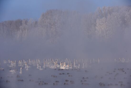 Lebediny state nature reserve
