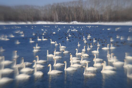 Lebediny state nature reserve