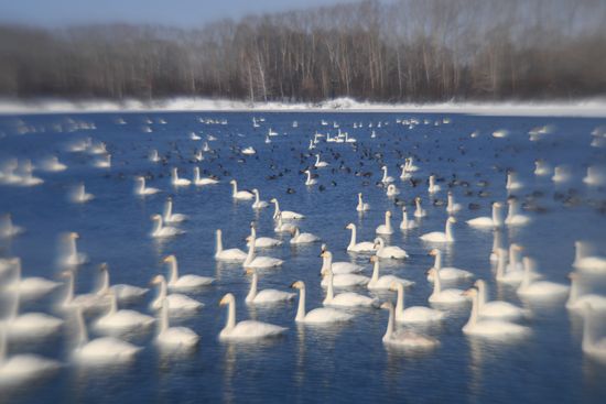 Lebediny state nature reserve