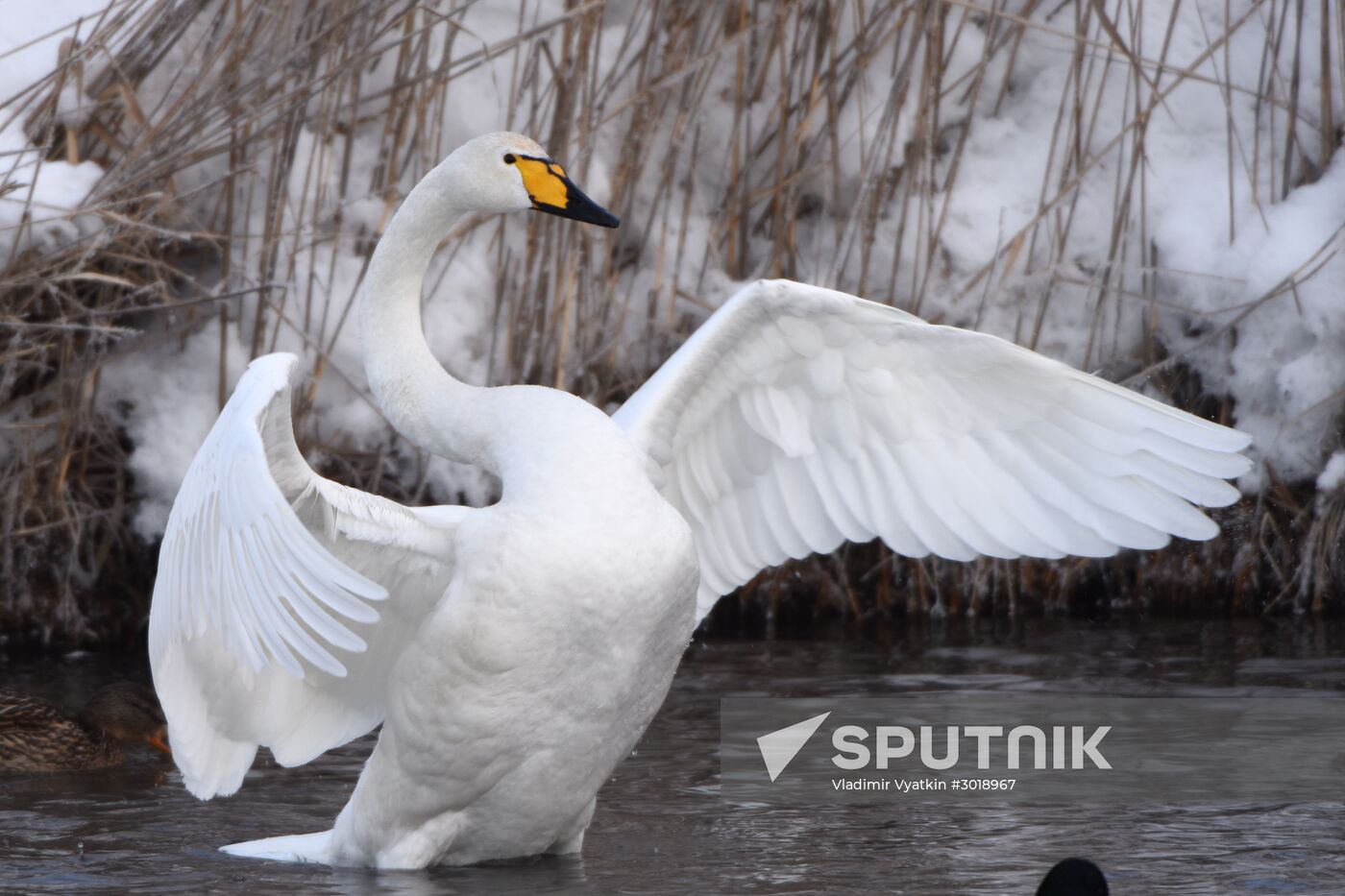 Lebediny state nature comprehensive reserve