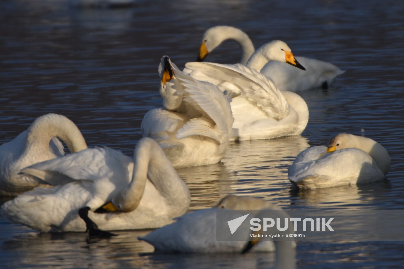 Lebediny state nature reserve