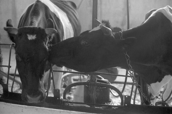Family farming in rural areas