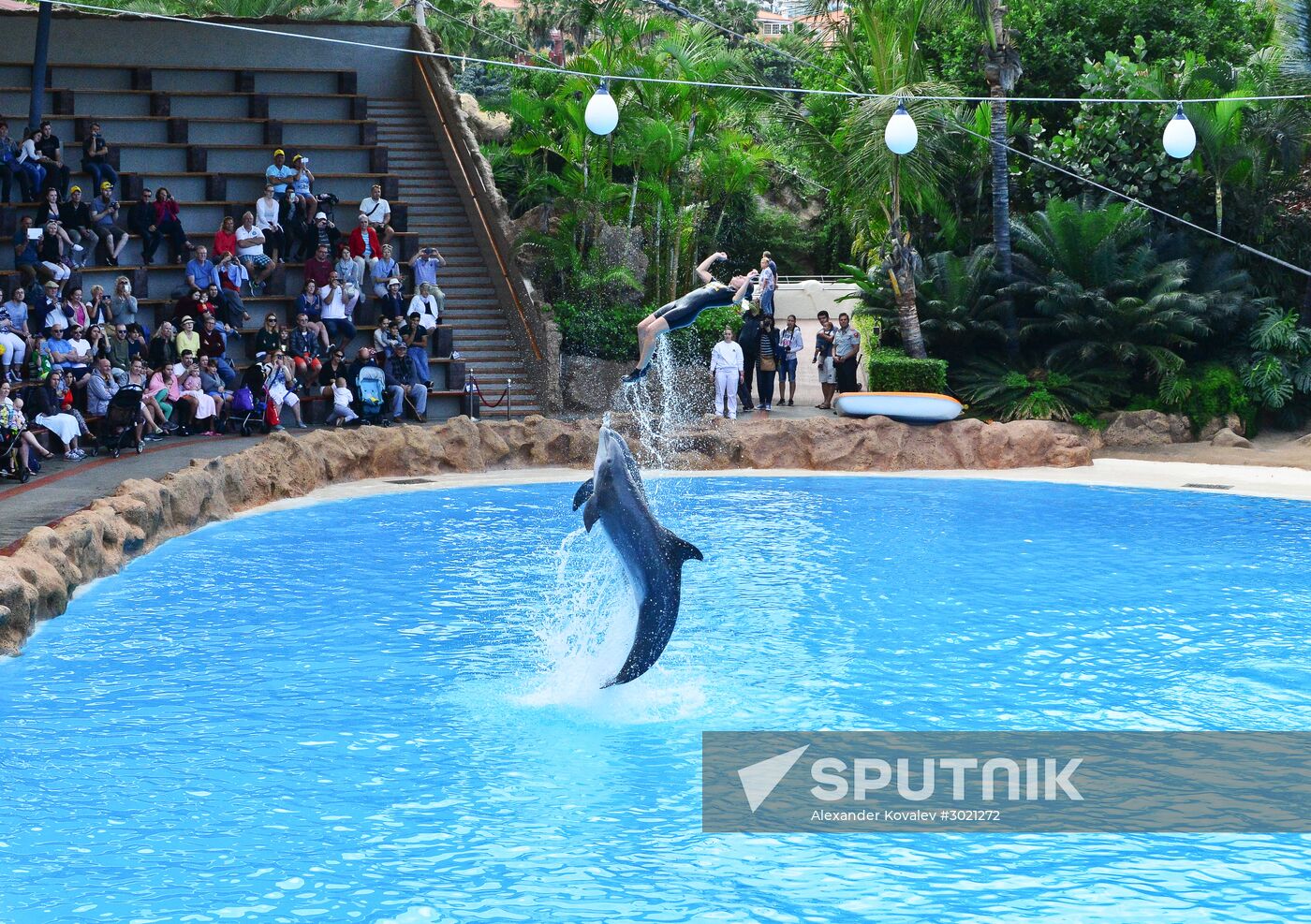 Dolphin show in Loro Parque, Tenerife