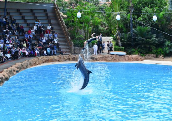 Dolphin show in Loro Parque, Tenerife
