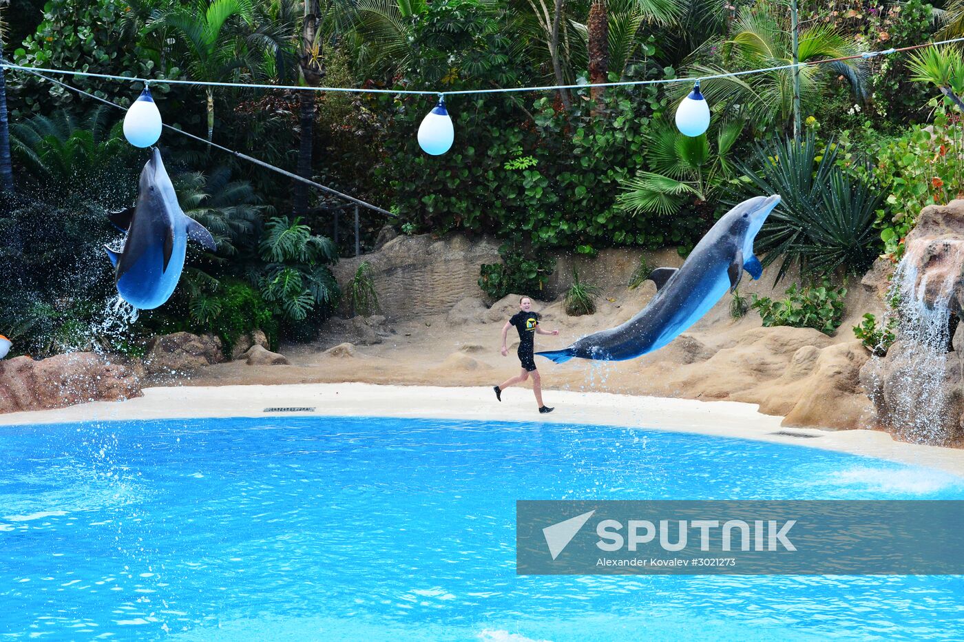 Dolphin show in Loro Parque, Tenerife